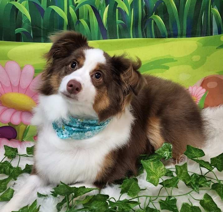 Photo of Cooper
