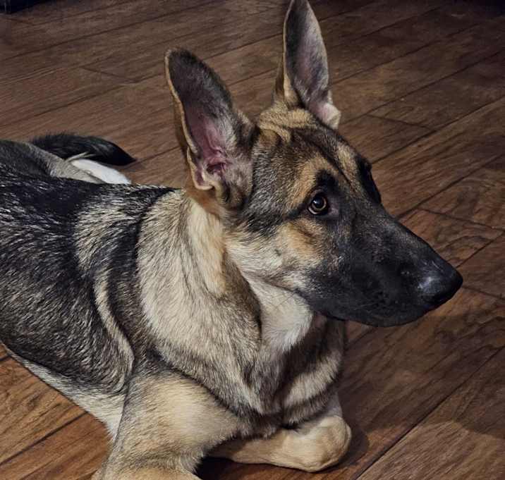 Photo of Indy