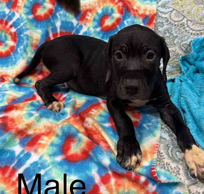 Photo of RANGER/URGENT