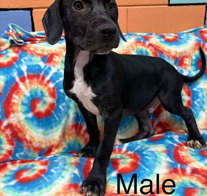 Photo of ROBBY/URGENT