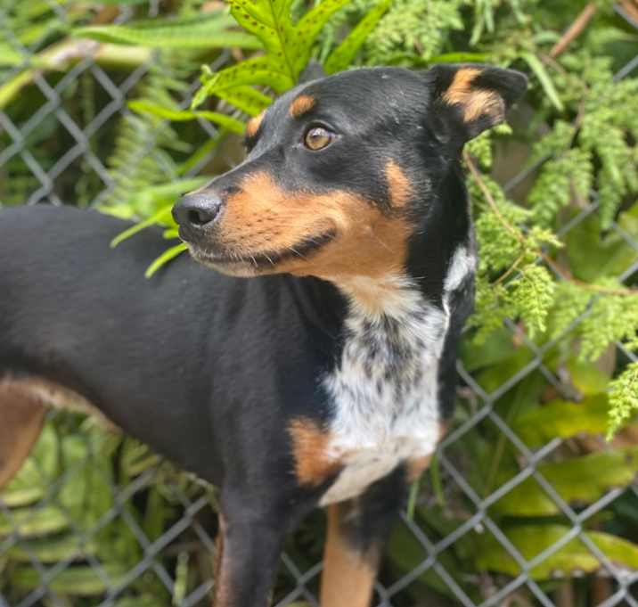 Photo of Honey Girl 