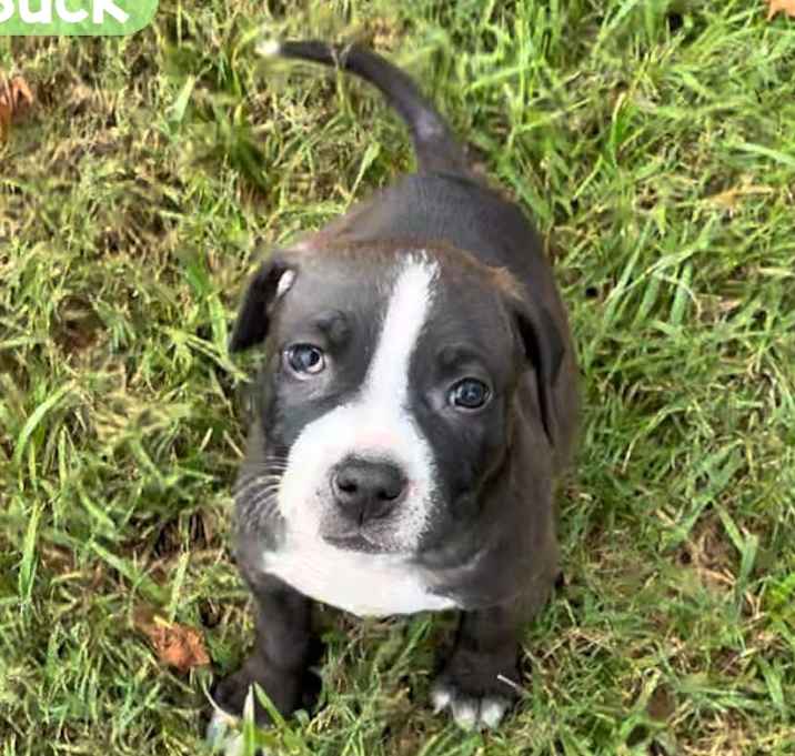 Photo of Buck
