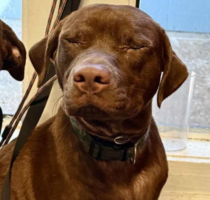 Photo of Harry Potter (rn Buddy)