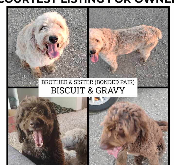 Photo of Biscuit & Gravy - COURTESY