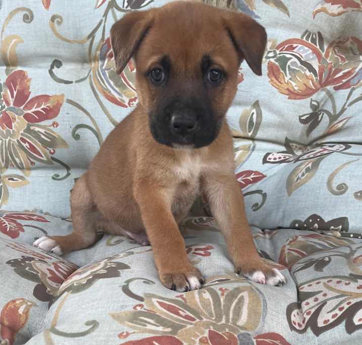Photo of Ryder