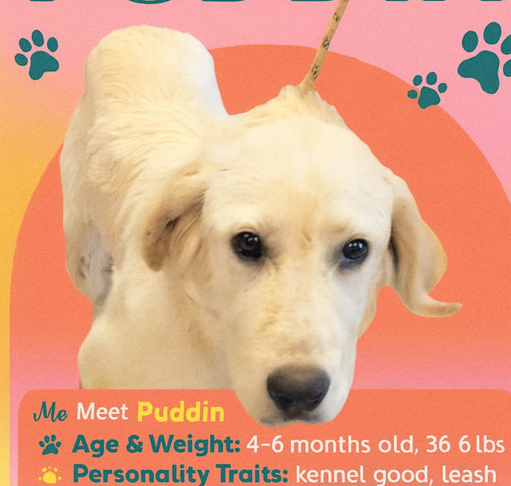 Photo of Puddin