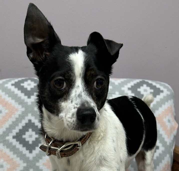 Photo of Rocco