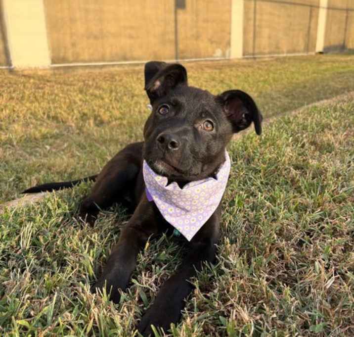 Photo of KORRA
