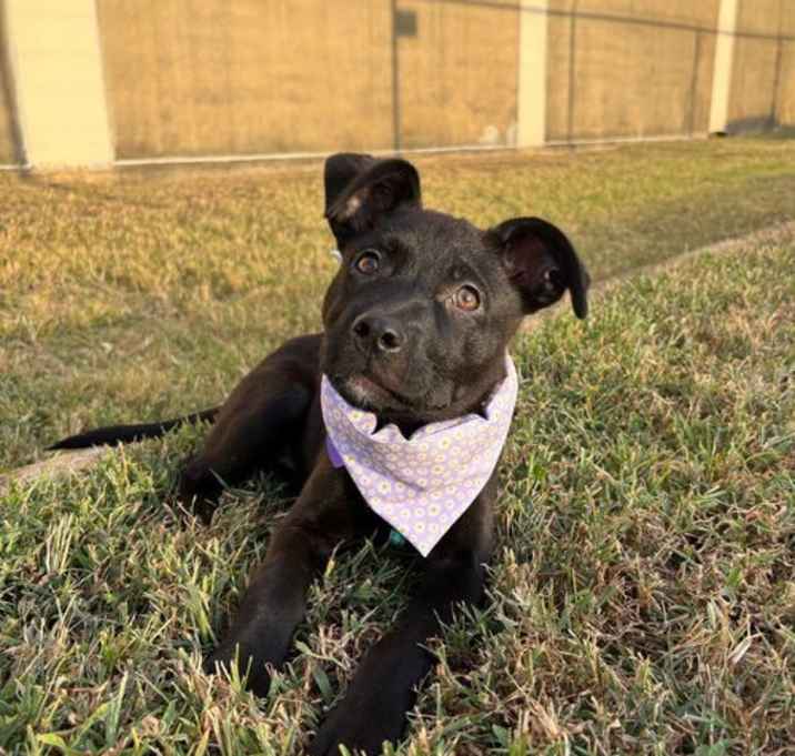 Photo of KORRA