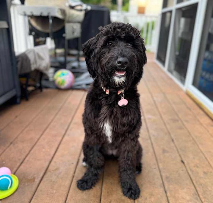 Photo of Piper