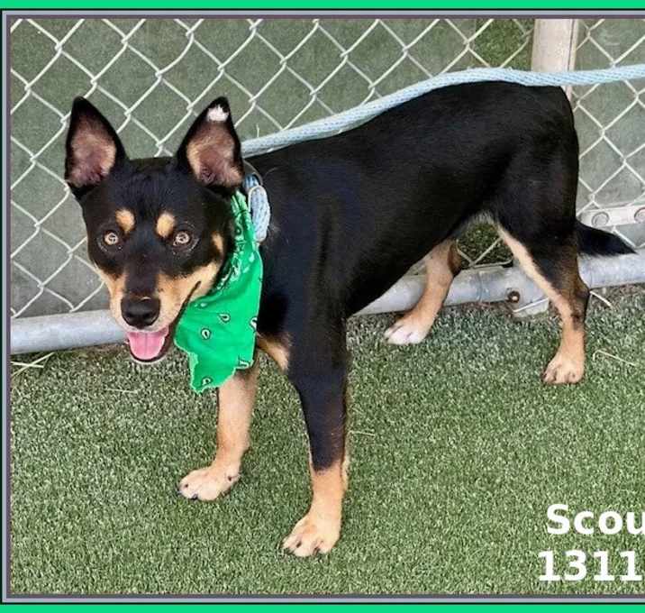 Photo of SCOUT