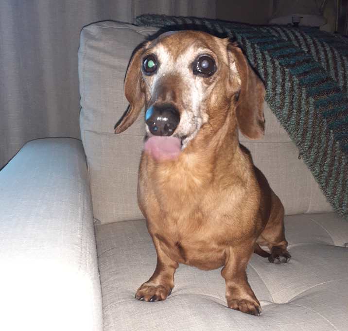 Photo of Ollie