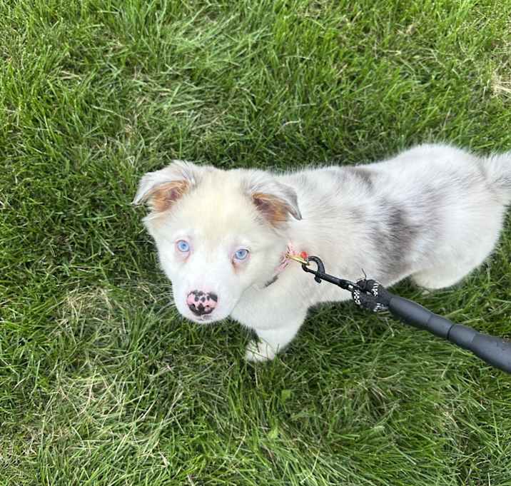 Photo of Cookie
