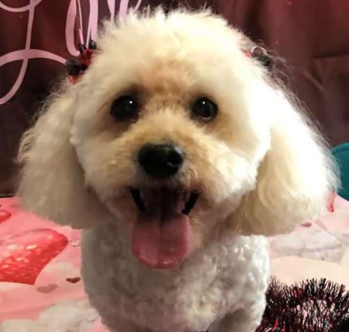 Photo of Rudy (Courtesy Listing)