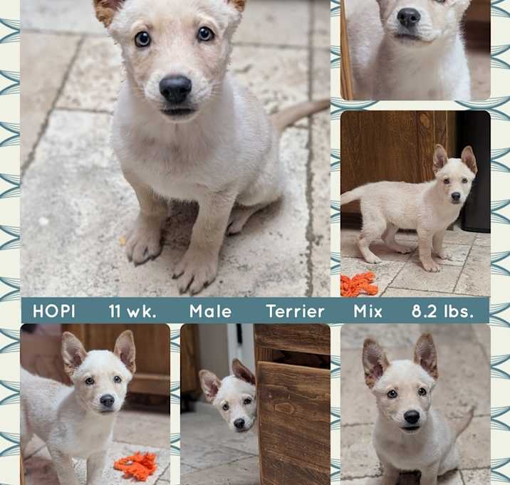 Photo of HOPI