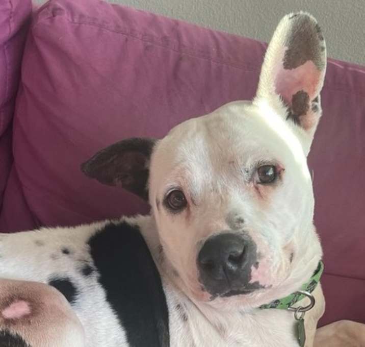 Photo of Topper