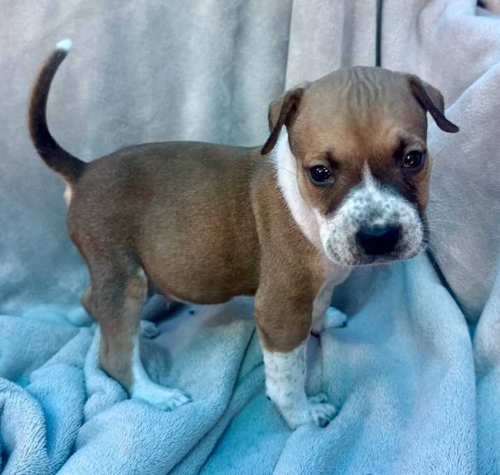 Photo of Tank