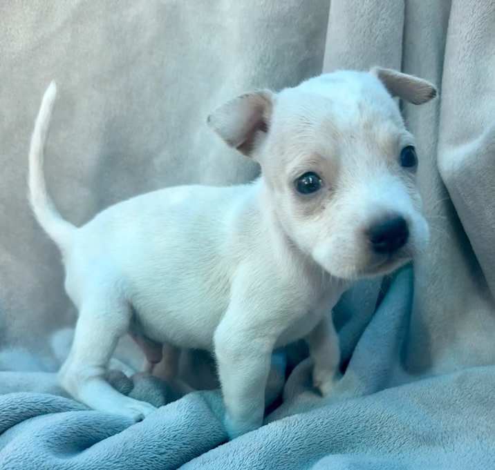 Photo of Tobi