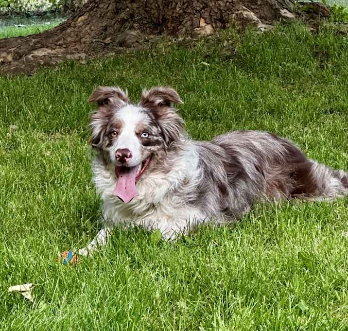 Photo of Nala