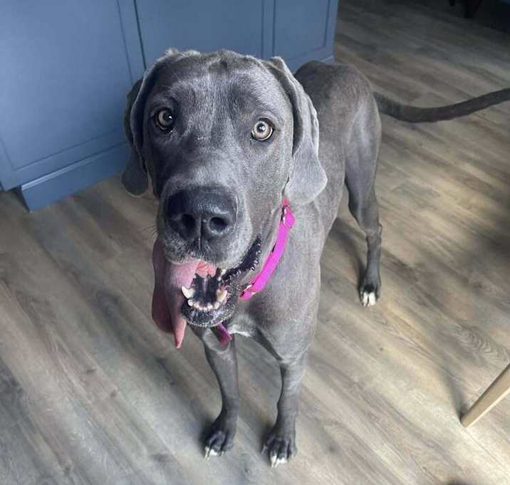 Photo of Pixie