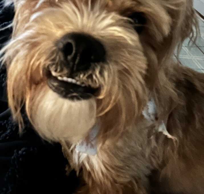 Photo of benji