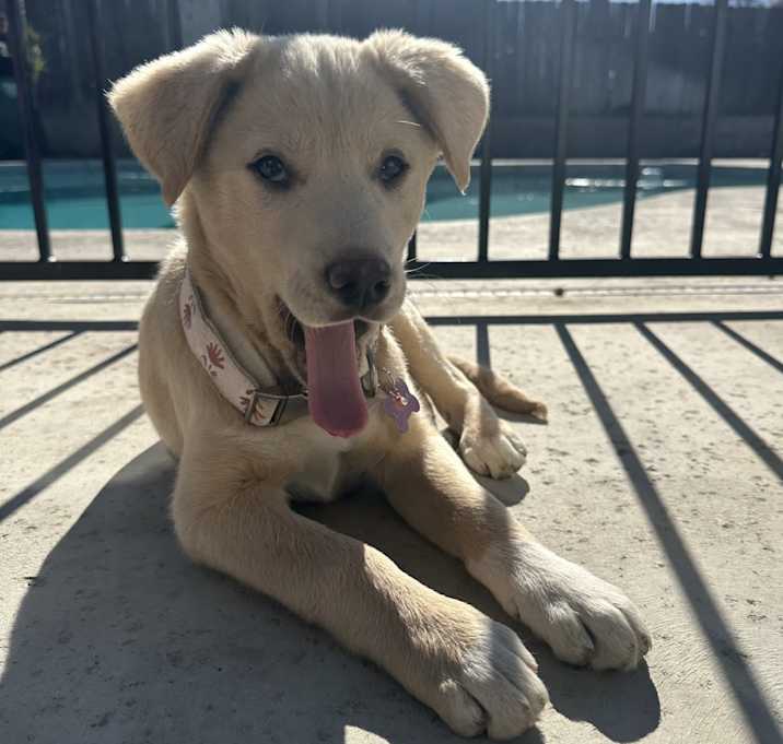 Photo of Canela