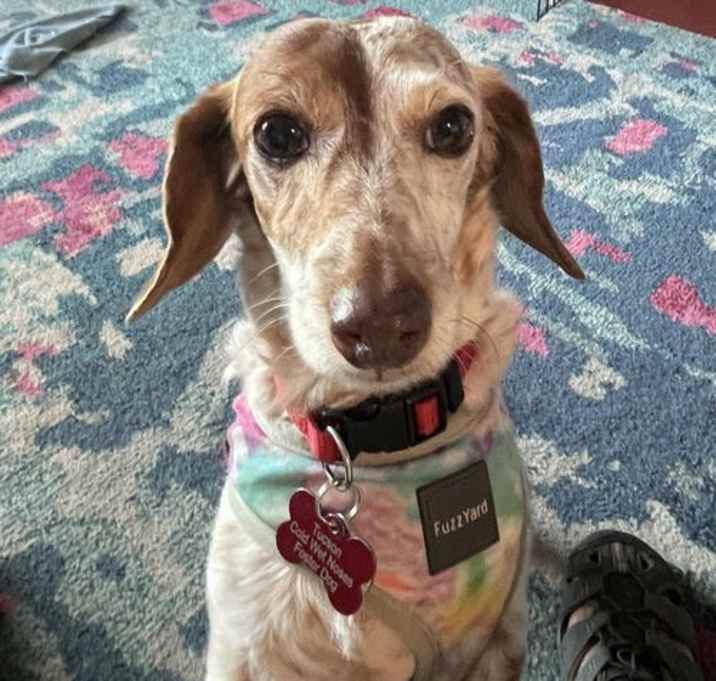 Photo of Harvey