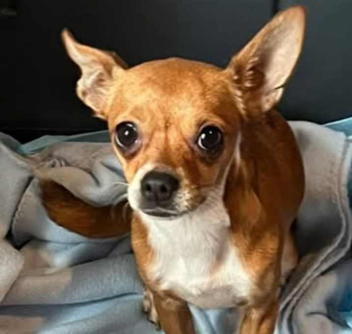 Photo of Layla