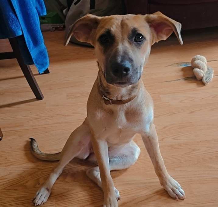 Photo of Sequoia
