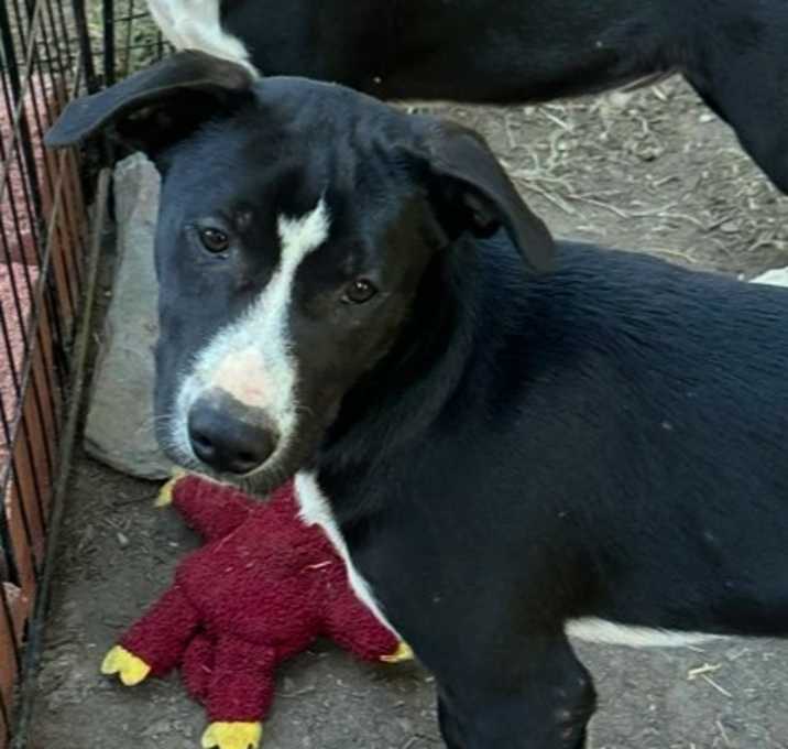 Photo of Archer
