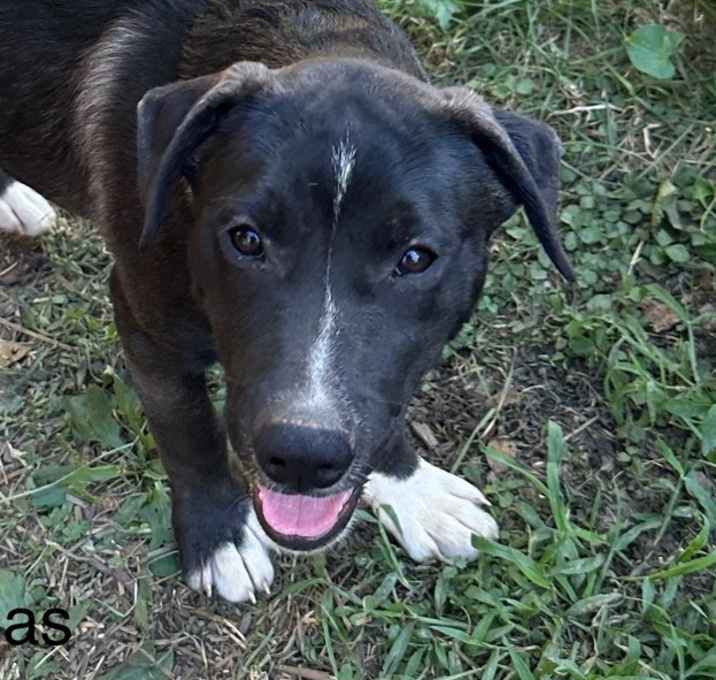 Photo of Atlas