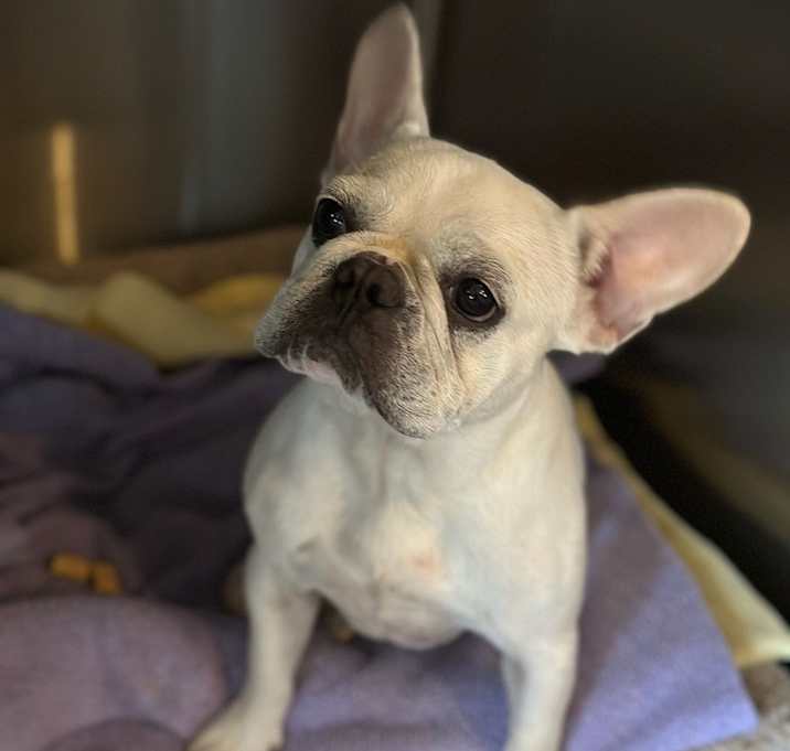 Photo of Posey