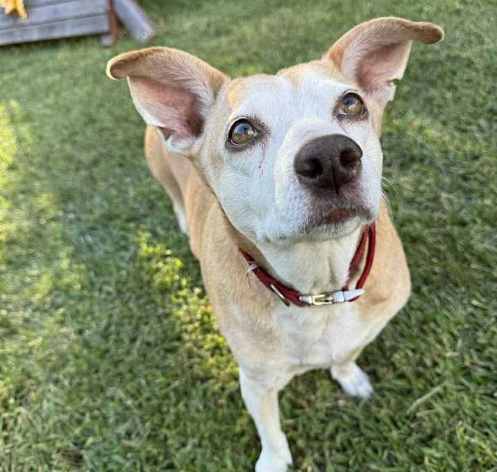 Photo of Potato