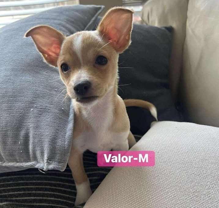 Photo of Valor