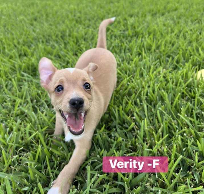 Photo of Verity