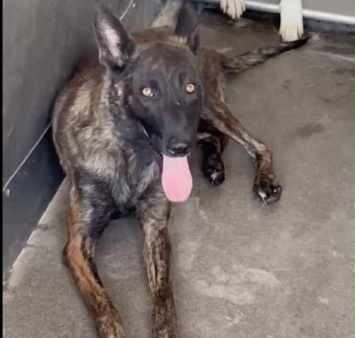 Photo of Amber located in California