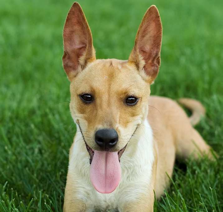Photo of Pollyanna
