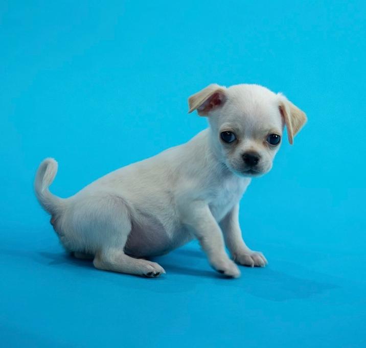 Photo of Pickle