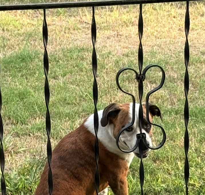 Photo of Honey