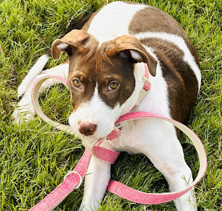 Photo of Sadie