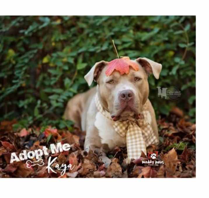 Photo of Kaya (Courtesy Post)