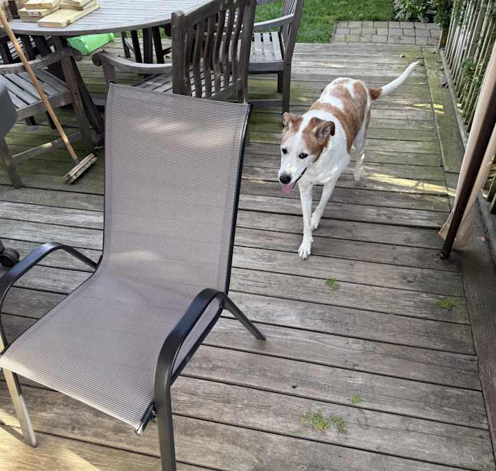 Photo of Remy
