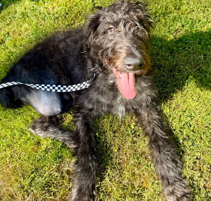 Photo of Duncan Doodle!