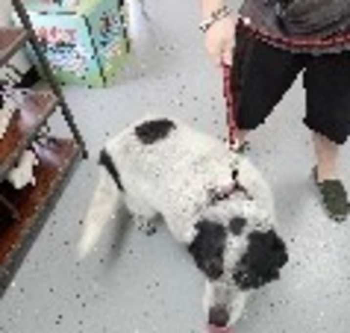 Photo of Daisy
