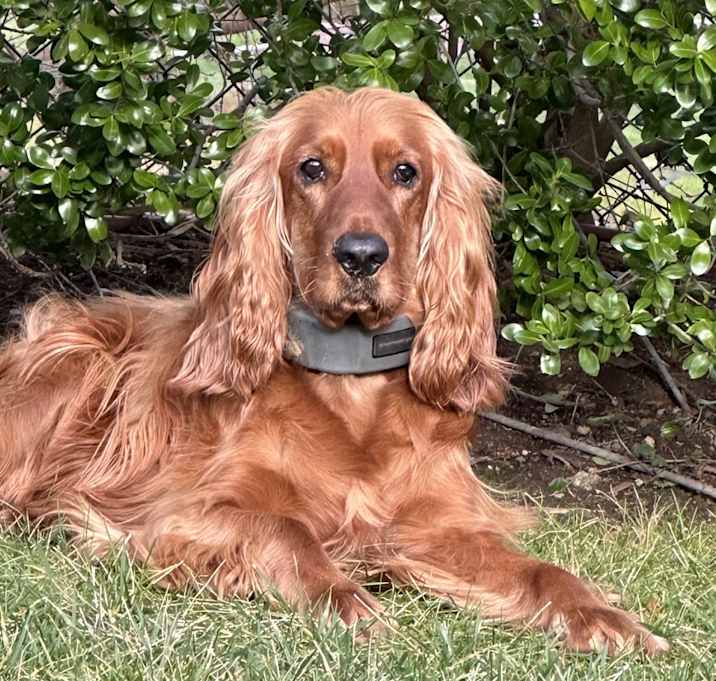Photo of NACHO