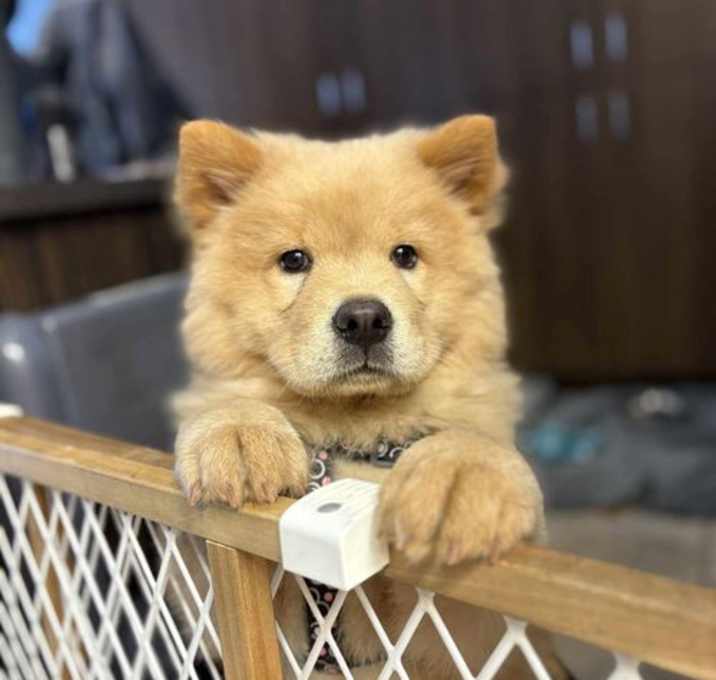 Photo of Truffles **ADOPTION PENDING**