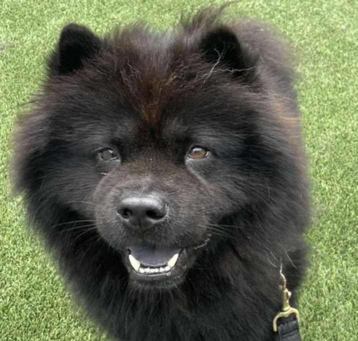 Photo of Mooshi **ADOPTED**