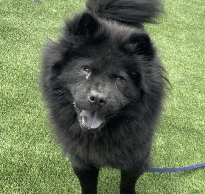 Photo of Joey **ADOPTED**