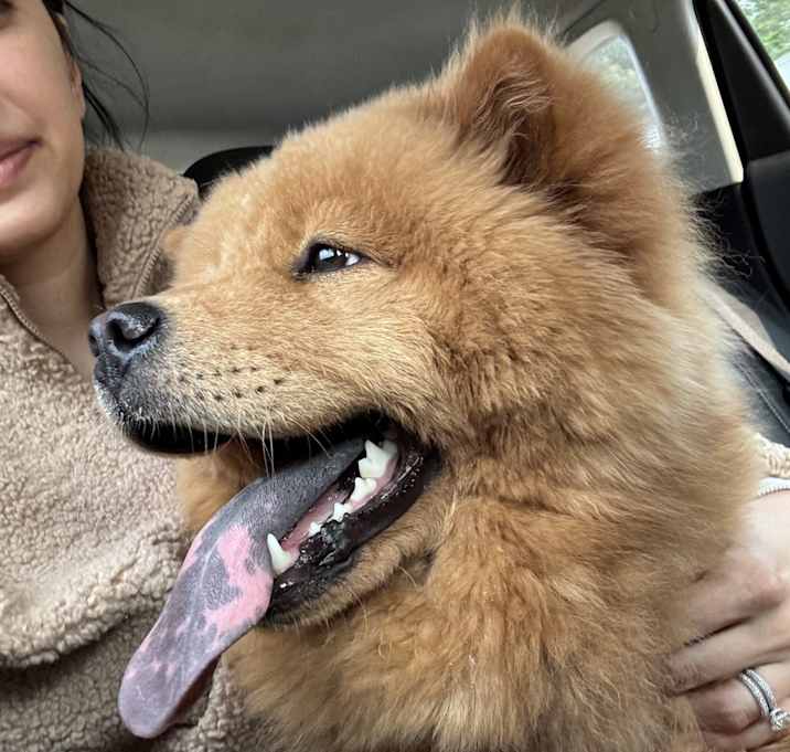 Photo of Mishka