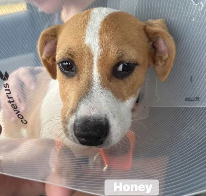 Photo of Honey